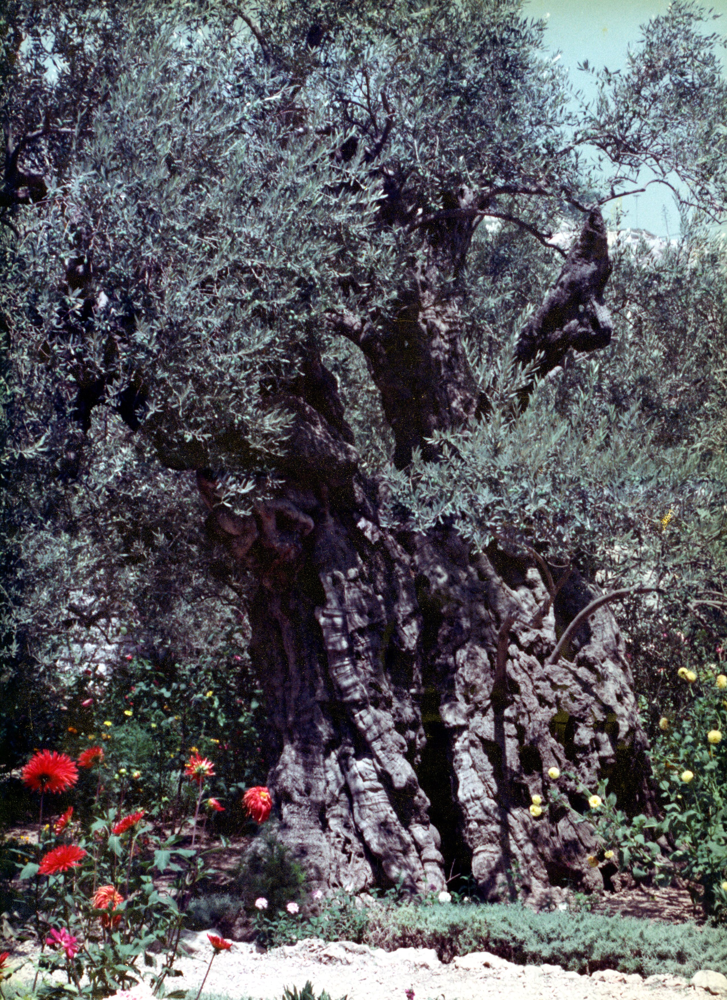 The Olive Tree  091